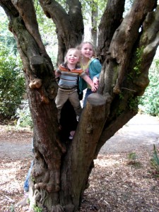 Climbing trees